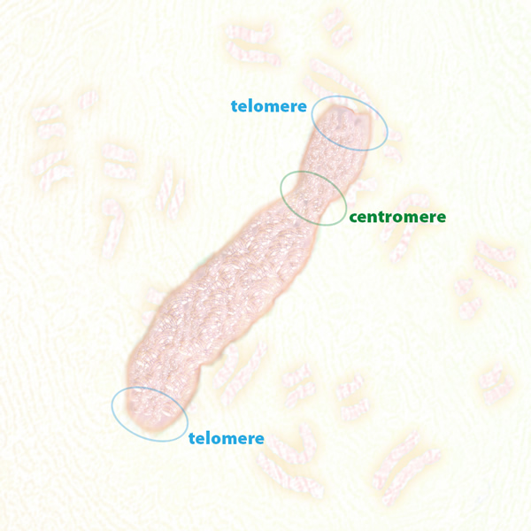 Chromatid And Centromere