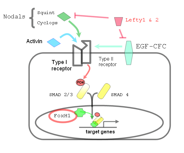 Diagram of Nodal Signaling Pathway