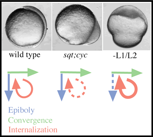 Three gastrulation-stage embryos