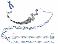 Click to view an enlarged image of Figure 1: DNA Sequences - three bases and stop codons.