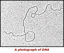 A photograph of DNA
