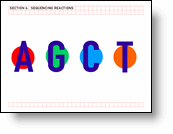 Sequencing Reactions