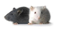 Photo image of two mice