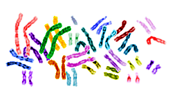 Human chromosomes