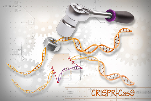 CRISPR-Cas9 editing of the genome