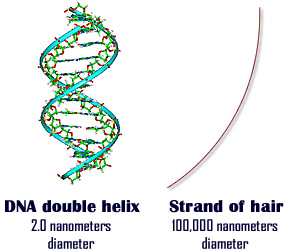 DNA double-helix 2.0 nanometers and a strand of hair 100,000 nanometers in diameter