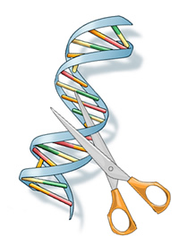DNA double helix with a pair of scissors