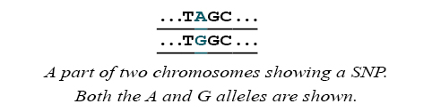 Part of two chromosomes showing SNP
