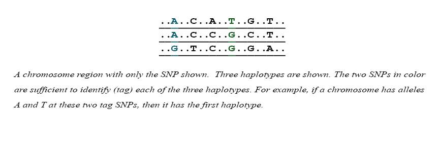 Four chromosome regions showing only SNPs