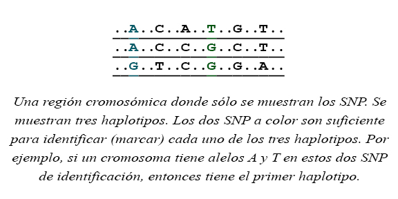 Cuatro regiones cromosómicas que demostraban solamente SNPs