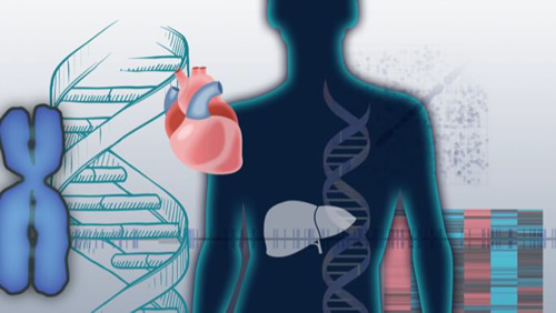 DNA double helix, heart and liver