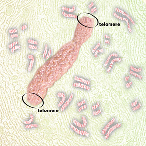 A chromosome labeled to show the general regions known as telomeres. Telomeres protect the chromosomes's ends