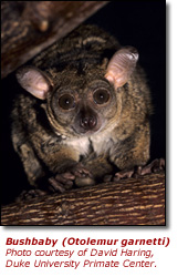 Click here to view a high resolution photo of the bushbaby