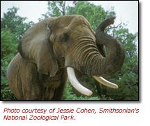 Elephant.  Courtesy of Jessie Cohen, Smithsonian's National Zoological Park.