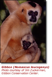 Click here to view a high resolution photo of the white-faced gibbon
