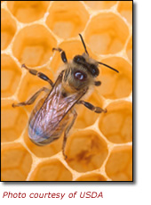 Photo of a Honey Bee