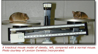 A knockout mouse model of obesity, left, compared with a normal mouse.