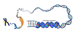 DNA Topography