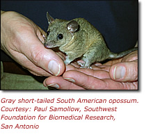 Photo of the gray short-tailed South American opossum. Courtesy: Paul Samollow, Southwest Foundation for Biomedical Research, San Antonio