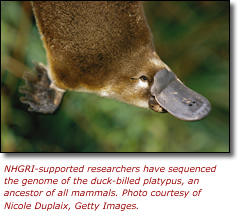 NHGRI-supported researchers have sequenced the genome of the duck-billed platypus, an ancestor of all mammals. Courtesy Nicole Duplaix, Getty Images.