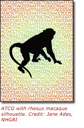 ATCG with rhesus macaque silhouette. Credit: Jane Ades, NHGRI