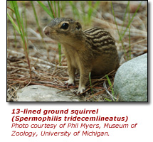 Click here to view a high resolution photo of 13-lined ground squirrel