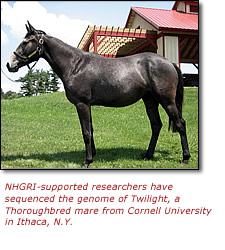 NHGRI-supported researchers have sequenced the genome of Twilight, a Thoroughbred mare from Cornell University in Ithaca, N.Y.