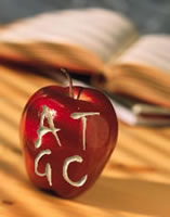 An apple with the letters A T C G carved