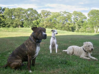 Three dogs of different size and shape