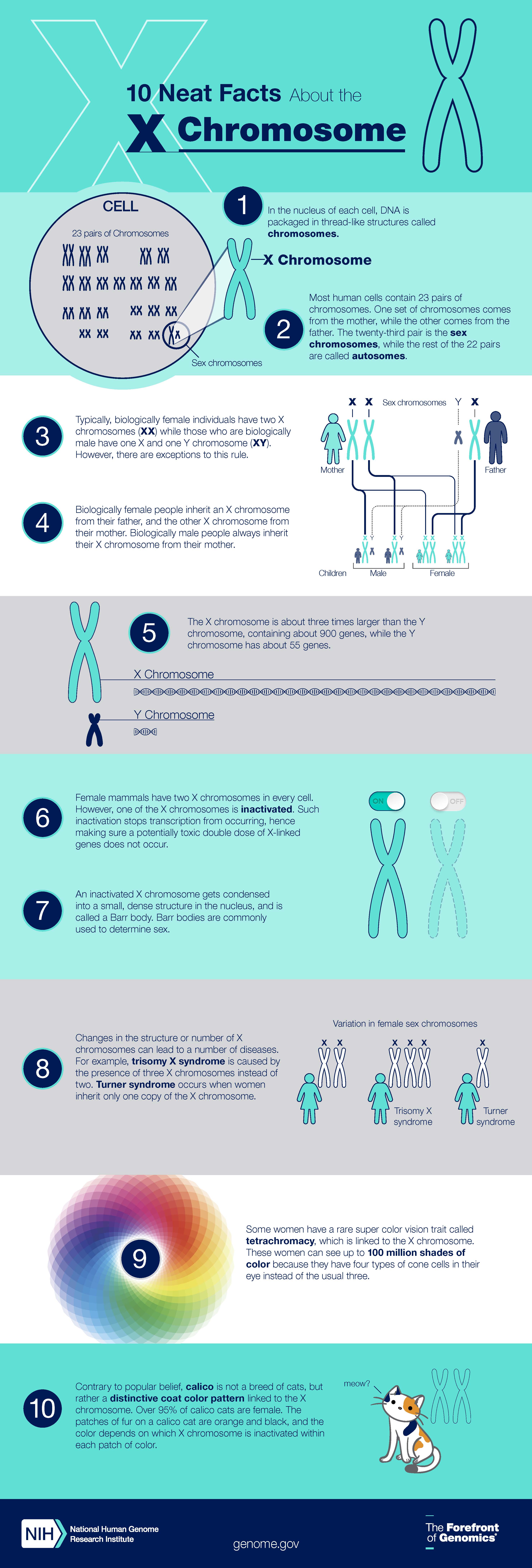 X Chromosome Infographic 