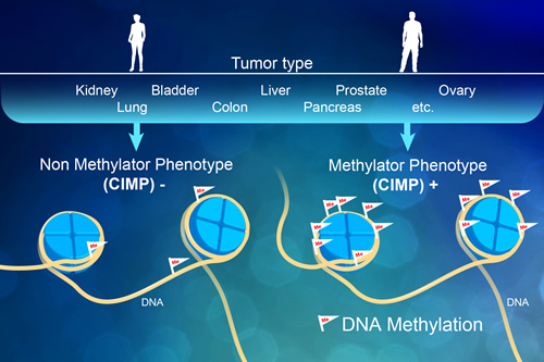 DNA Methylation illustration