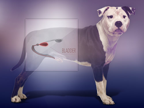 Bladder shown on a photo of a dog