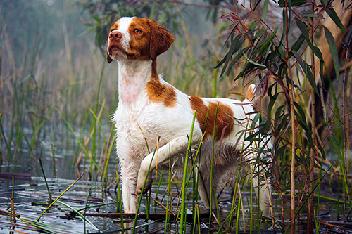 An alert dog looks away while walking in shallow water