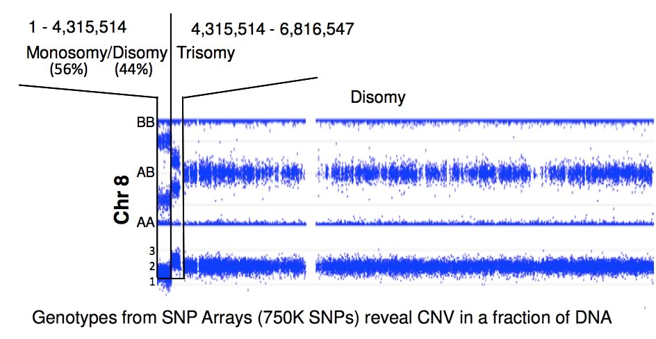 Genotypes from SNP Arrays reveal CNV in a fraction of DNA