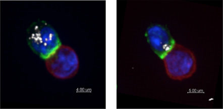 左侧显示细胞毒性颗粒未极化的CTL。右图显示一个带有极化颗粒的CTL即将杀死目标细胞。