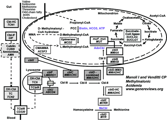 An overview of the pathway of cobalamin uptake, transport and intracellular metabolism.
