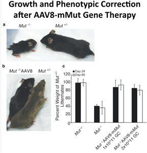  Figure 2: Growth and phenotypic correction after AAV8-mMut gene therapy, adapted from Chandler and Venditti (2010) Mol Ther 18: 11-16