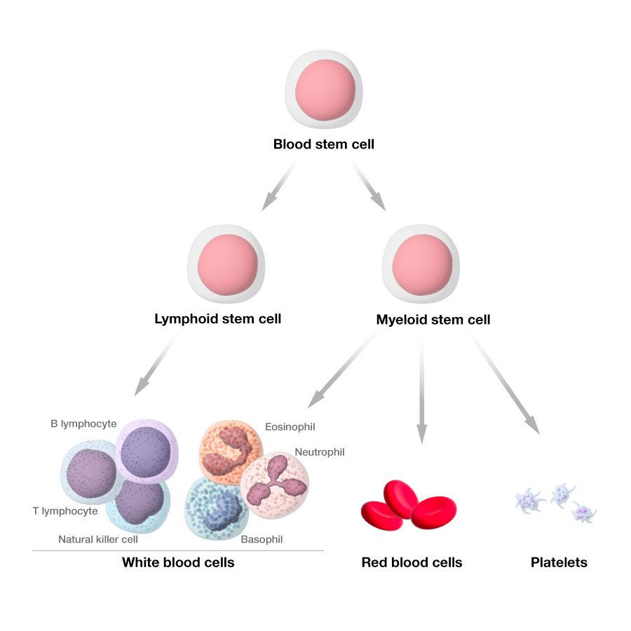 Blood stem cell developing into white blood cells, red blood cells, and platelets