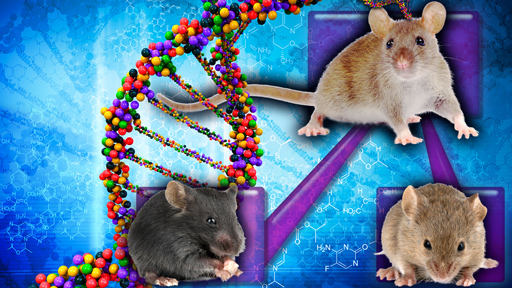 Mice and genes