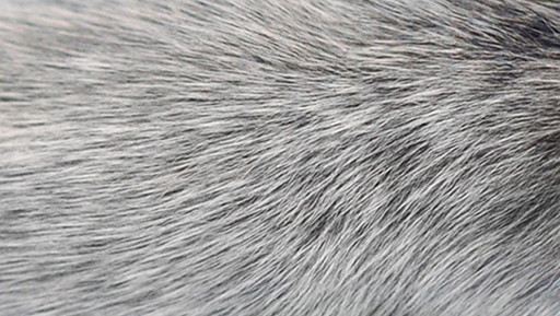 Gray fur from wolf