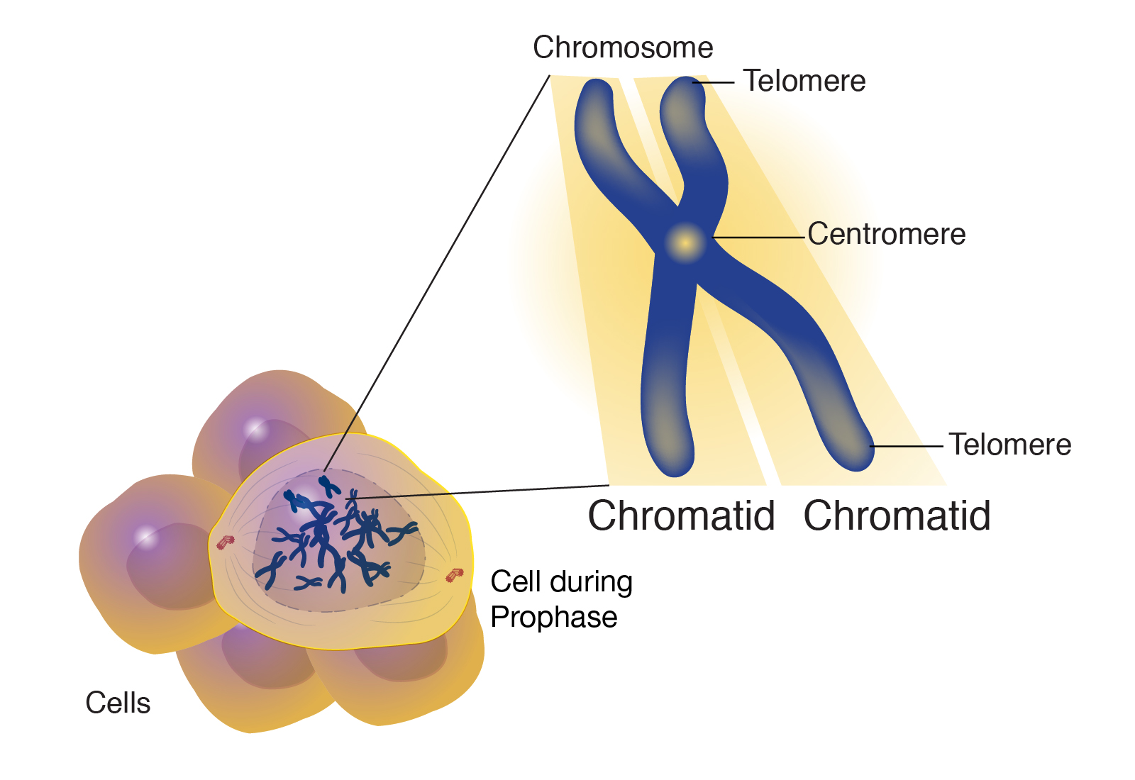 Chromatid Talking Glossary Of Genetic Terms Nhgri