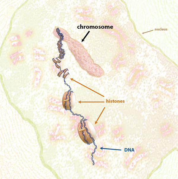 Chromosome illustration