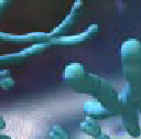 chromosomes