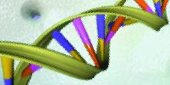 deoxyribonucleic acid