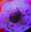 human cell