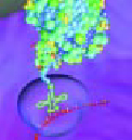 A Protein