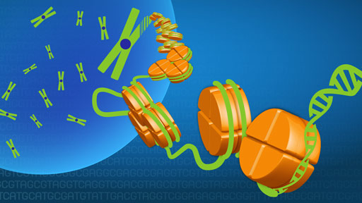 Fact Sheets about Genomics | NHGRI