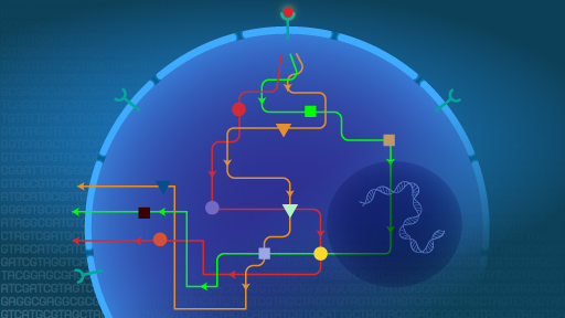 Biological Pathways Fact Sheet | NHGRI