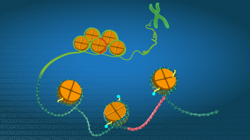 Epigenomics Fact Sheet | NHGRI