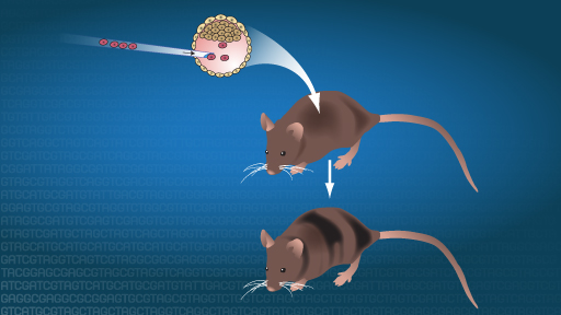 Knockout Mice Fact Sheet | NHGRI
